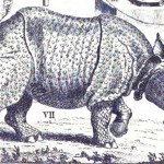 A Rhinoceros in Eighteenth-Century London