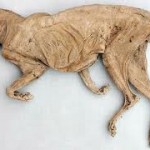Dried Cats
