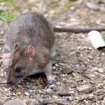 Medieval and Ancient Rats