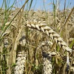 Gluten, Famine and the Slow Crawl of Medical Knowledge