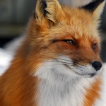 Dreaming Murder in Parliament #9: Mr Fox Speaks (or Lies)!