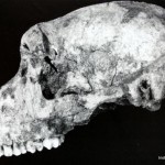 African Ape in Iron Age Ireland?