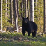 Did a Minnesota Bear Almost Cause World War III?