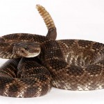 The Greater Irish Rattlesnake?