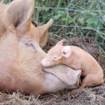It Takes After You: Pig Love in New Haven