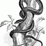Folklore Snake Exaggerations from the US