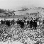 Daily History Picture: 1914 Advance Through Flowers