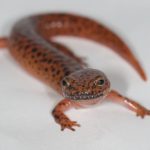 Salamander Experiments in Rome