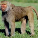 The Kentish Baboon