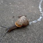 Snail Slime Love Spell